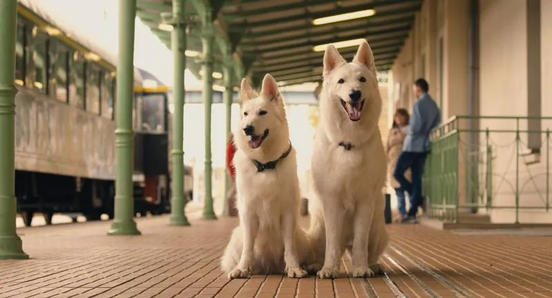 Pies, który odkrył świat koleją – niezwykła historia i test samequizy