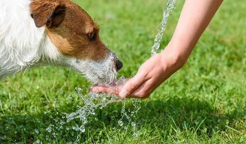 Praktyczne porady, jak nawodnić psa w domu w gorące dni