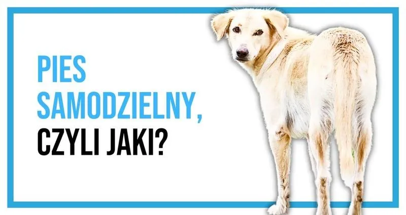 Przewodnik po psach, które mogą być same w domu