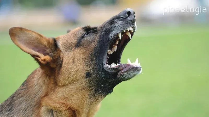 Psy szczekają, ale karawana jedzie dalej – co to oznacza w praktyce?