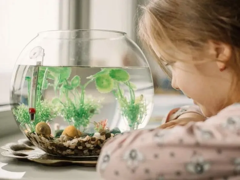 Rybki, które doskonale poradzą sobie bez filtra – odkryj ich sekrety!