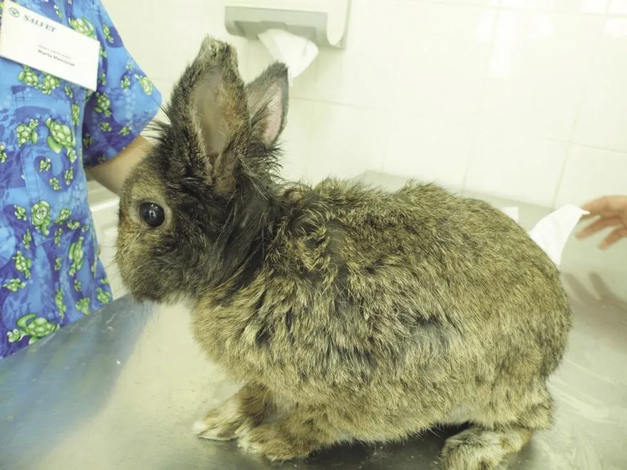 Skuteczne metody leczenia świerzbu u królików – co warto wiedzieć?