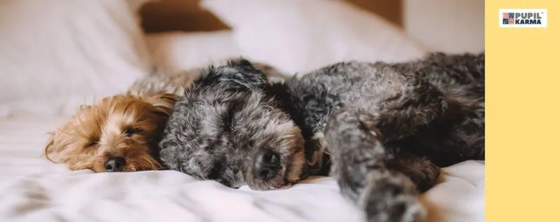 Skuteczne metody na oduczenie psa sikania w domu – sprawdź nasze porady na YouTube