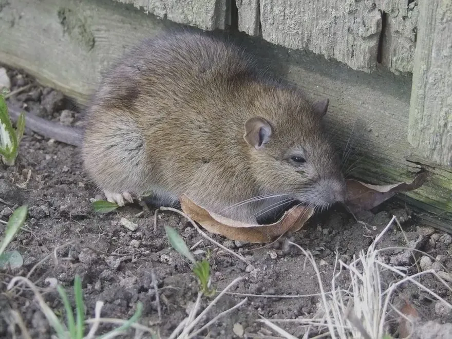 Skuteczne sposoby na to, jak wytepic szczury z ogrodu