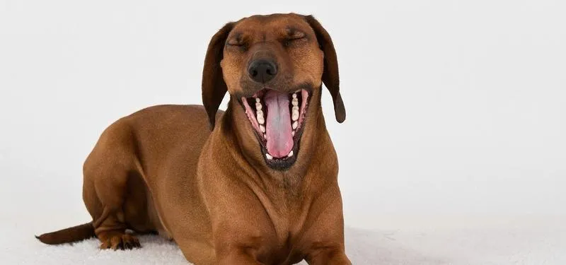 Skuteczne sposoby na to, jak zbavit psa stresu i poprawić jego samopoczucie