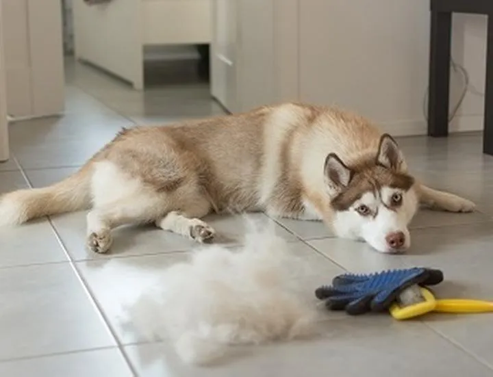 Skuteczne sposoby na usunięcie sierści psa z domu