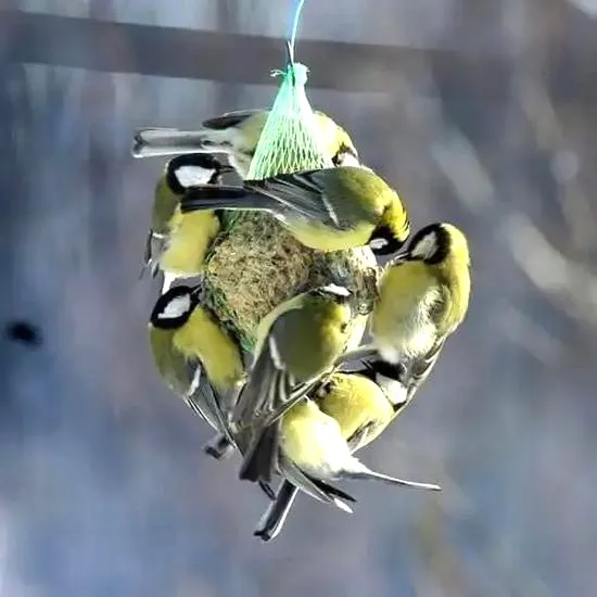 Sposoby na to, jak zrobić kulę z ziaren dla ptaków, by przyciągnąć skrzydlatych przyjaciół