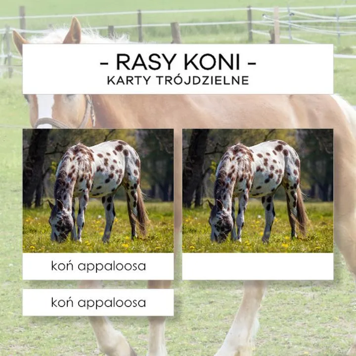 Tajemnice różnorodności: ile jest ras koni na całym świecie?