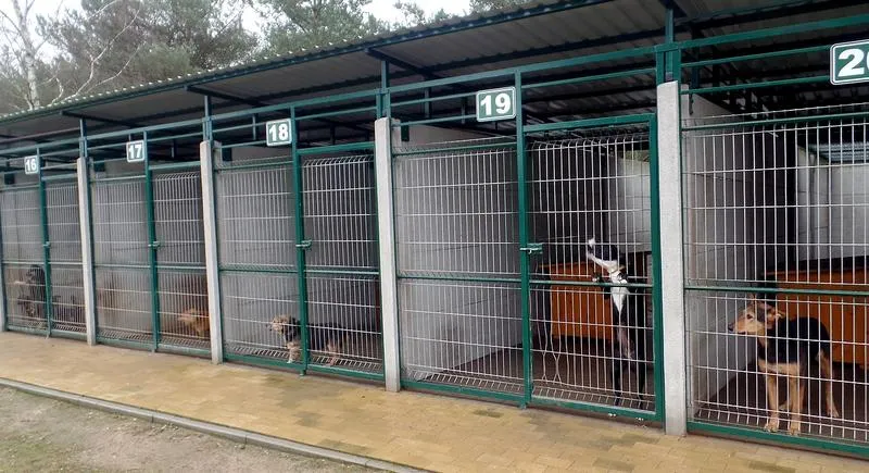 Ważne kroki, jak odpowiedzialnie oddać zwierzę do schroniska