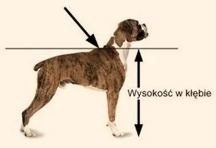 Wysokość psa w kłębie – co powinnaś wiedzieć o tej ważnej miarze?
