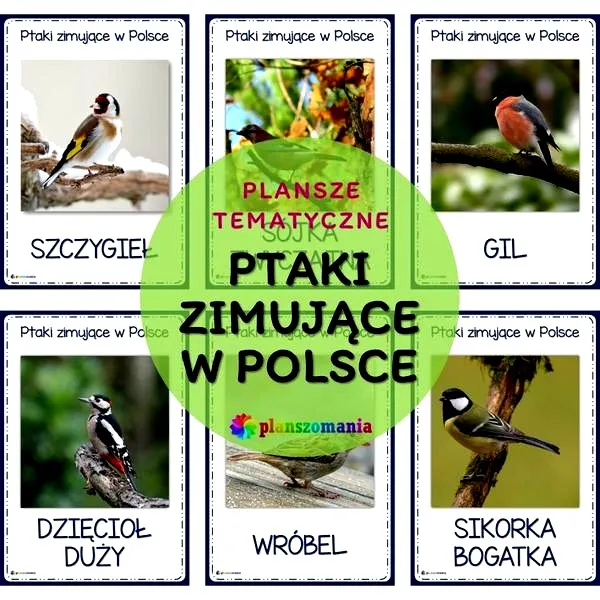 Zimowe Spotkania: Ciekawe Informacje o Ptakach, Które Zimują w Polsce