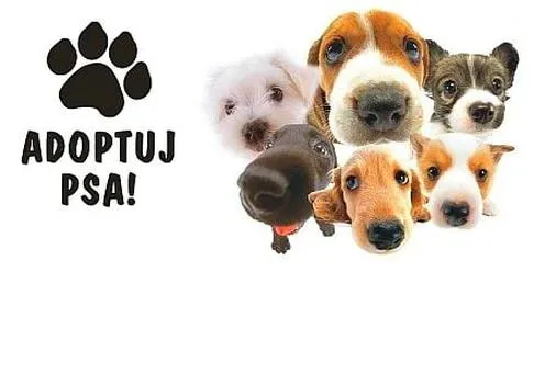 Adopcja psa
