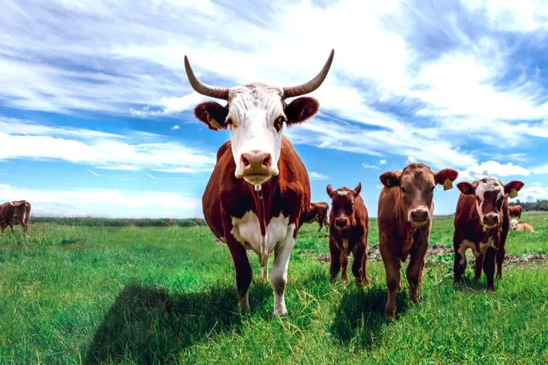Agroturystyka ze zwierzętami