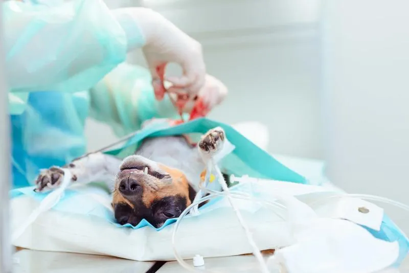 Aktywność fizyczna psa po kastracji