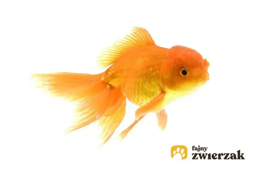 Akwarium bez filtrów