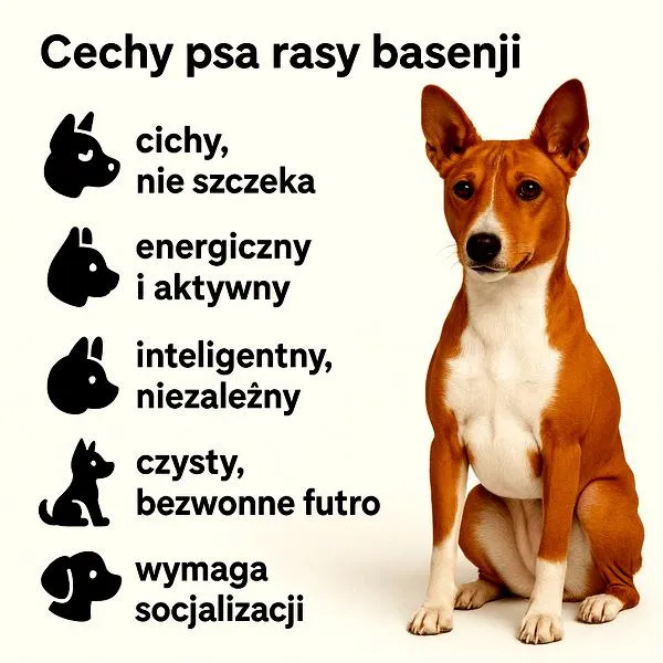 Basenji pies
