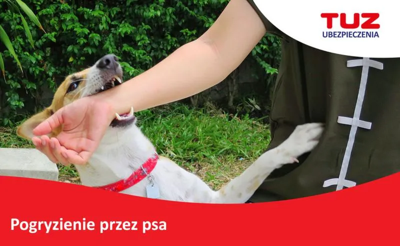 Bezpieczeństwo właścicieli psów