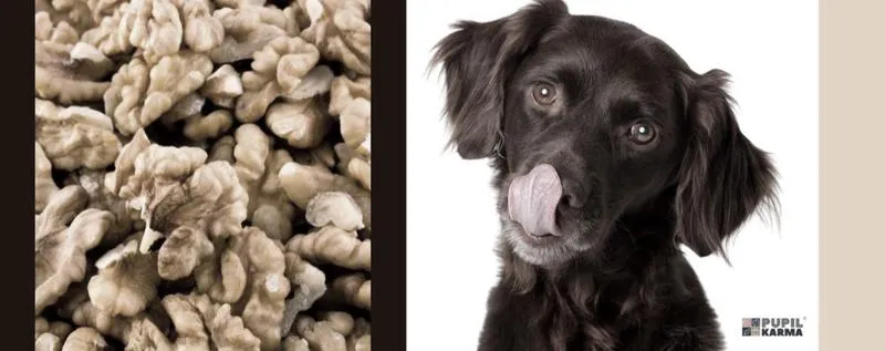 Bezpieczne alternatywy dla psów