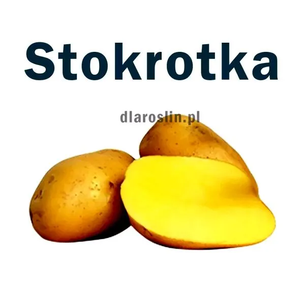 Bezpieczne jedzenie dla ptaków