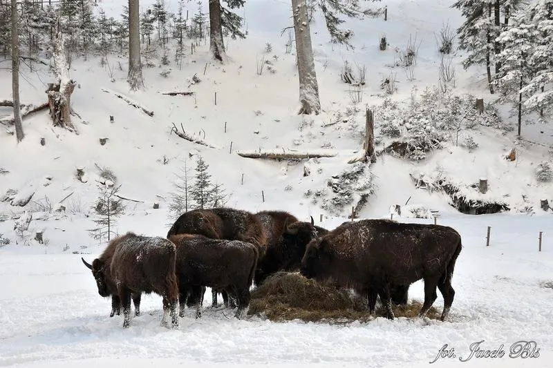 Bieszczady dzika fauna