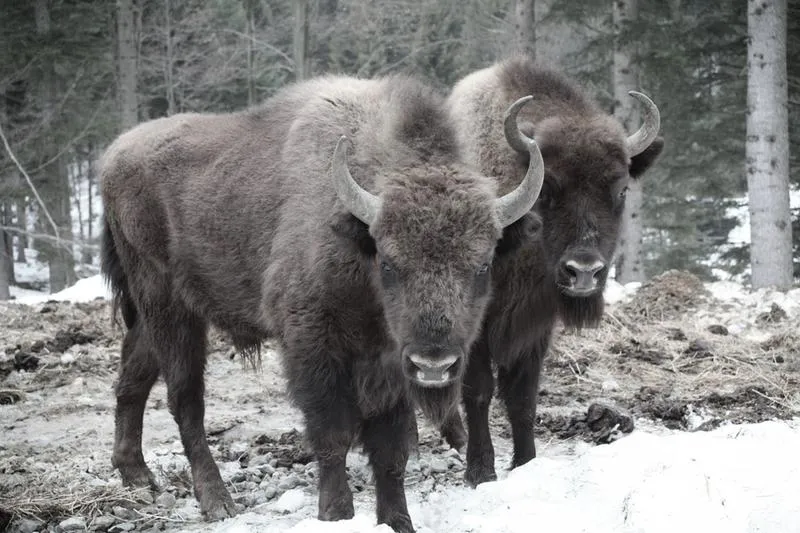 Chronione gatunki Bieszczady