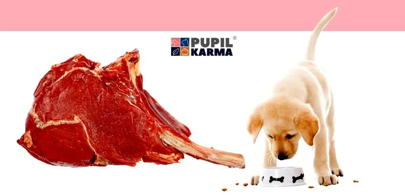 Cieczka u suczki