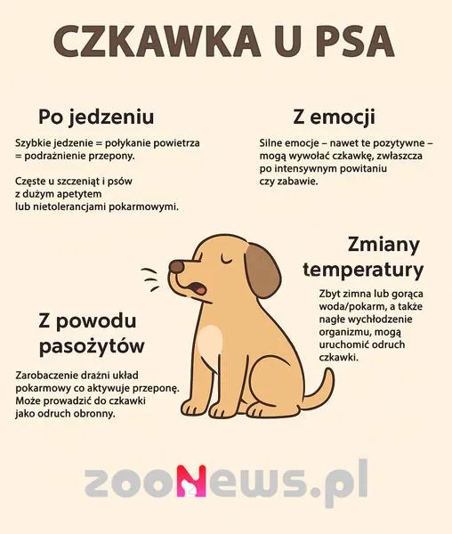 Czkawka u psa