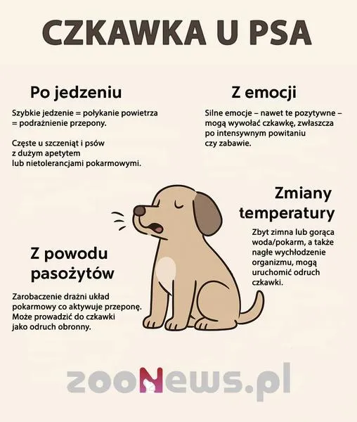 Czkawka u psa