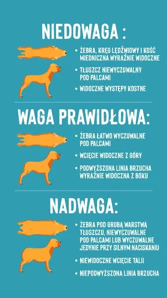 Czynniki wpływające na wagę psa