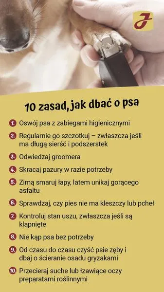 Czyszczenie zębów psa