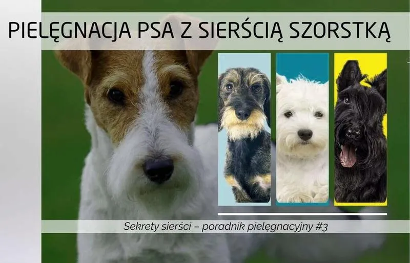 Dbanie o sierść psów