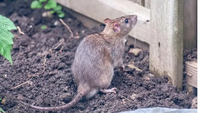 Deratyzacja w ogrodzie