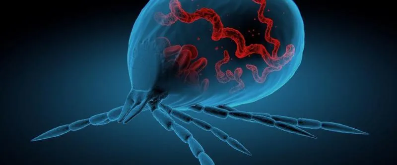 Diagnostyka boreliozy