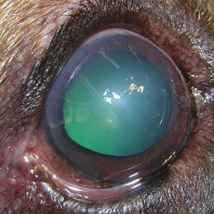 Diagnostyka jaskry u psów