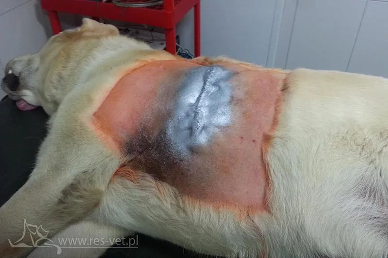 Diagnozowanie tłuszczaka u psa