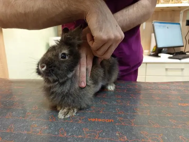 Dieta i żywienie przy kokcydiozie królików