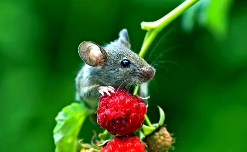 Dieta myszy polnych