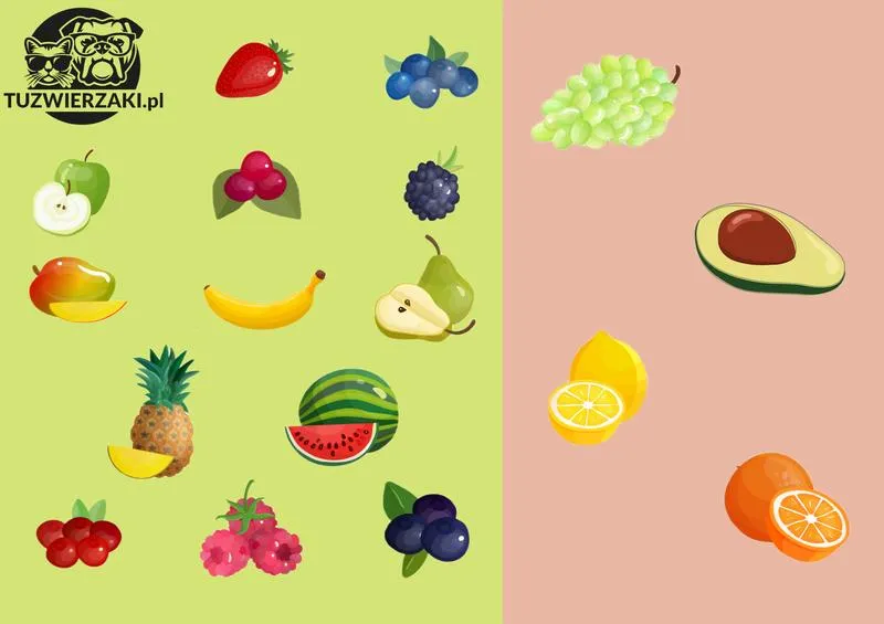 Dieta owocowa dla psów