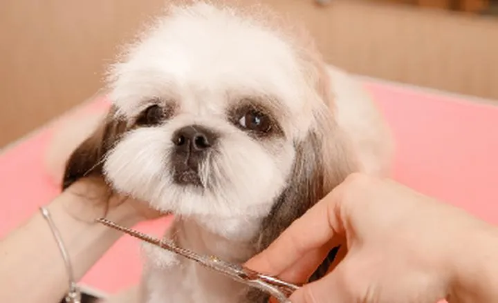 Dieta shih tzu