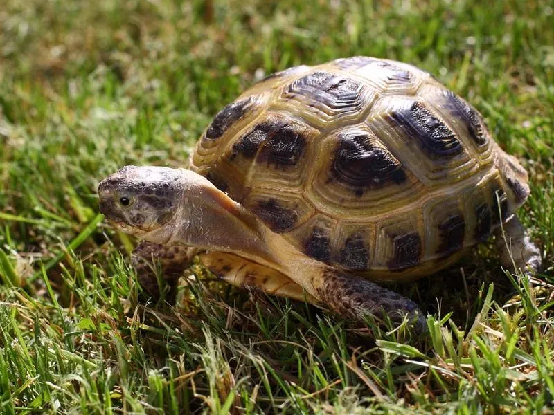 Dieta zimowa żółwia stepowego