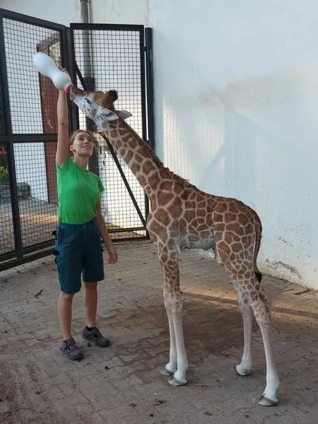Dieta żyraf w zoo