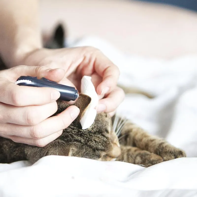 Długość życia kota z cukrzycą