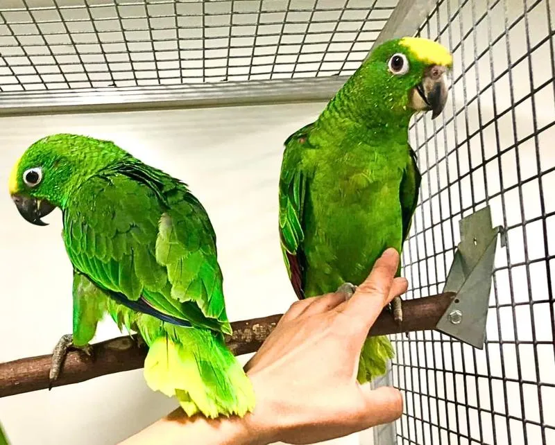 Długość życia papugi amazonki