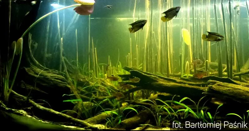 Dojrzałe akwarium
