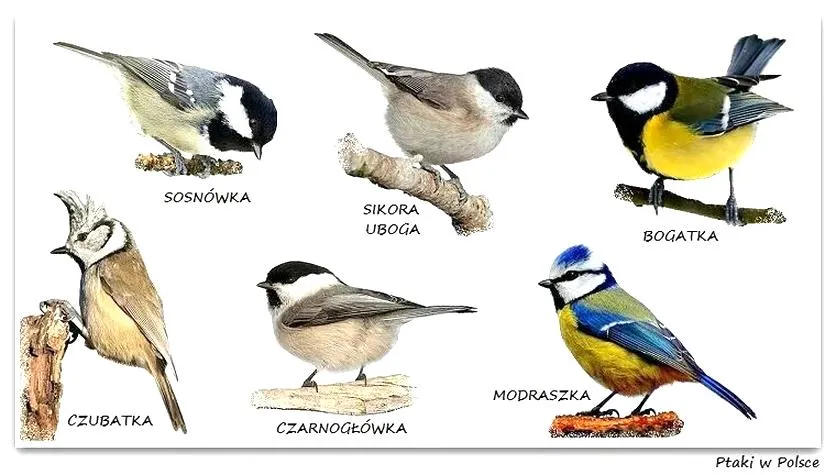 Dokarmianie ptaków zimą