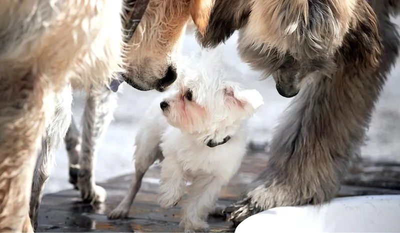 Dostosowanie otoczenia psa