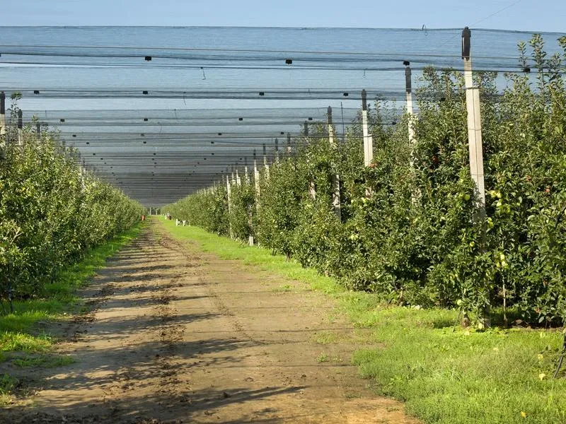 Elektroniczne systemy odstraszające ptaki
