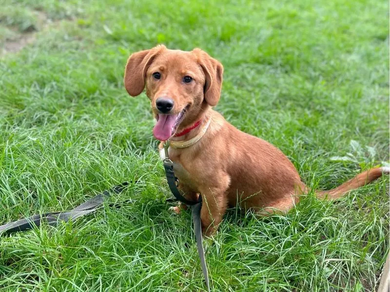 Emocjonalne zmiany u psa