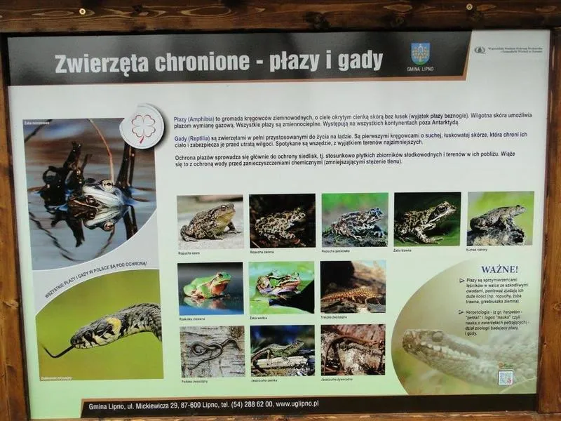 Ewolucja zwierząt bez kończyn