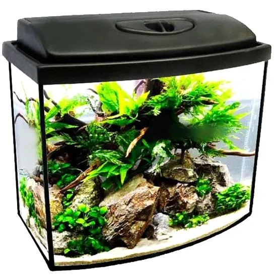 Gatunki ryb do akwarium 30l